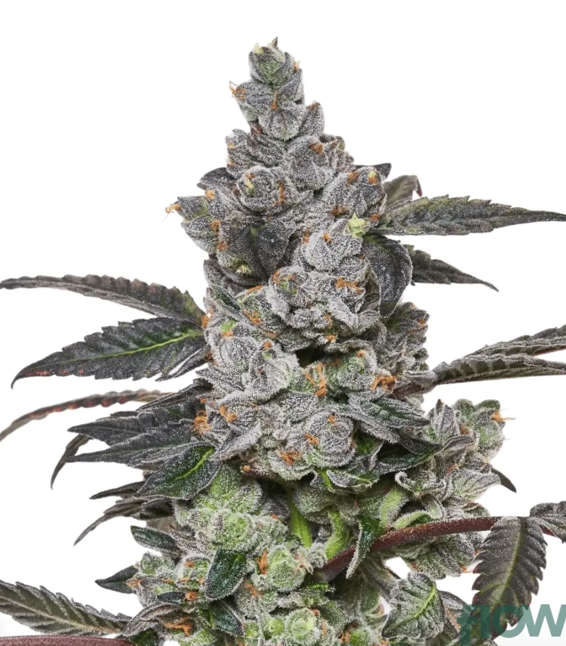 Apples & Bananas - Compound Genetics / Cookies