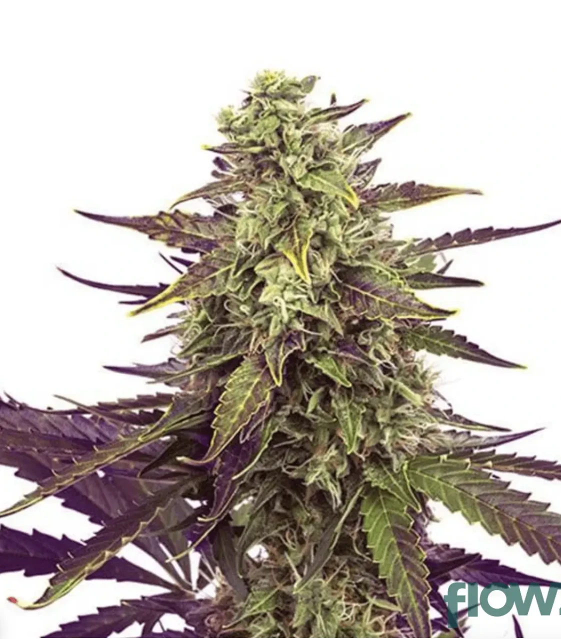 Cereal Milk - Cookies