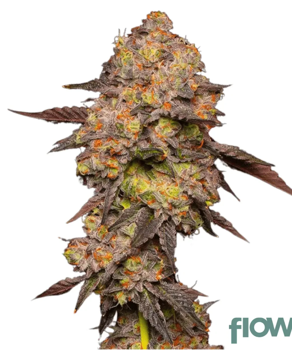 Gary Payton - Powerzzzup Genetics