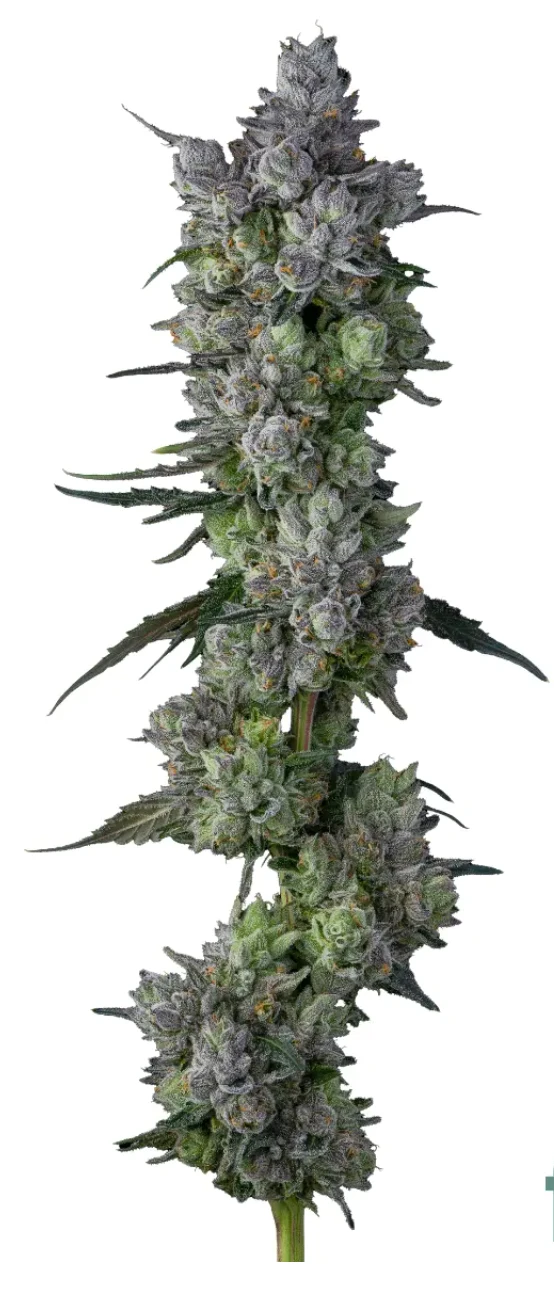 Rose Gold Runtz - Seed Junkies