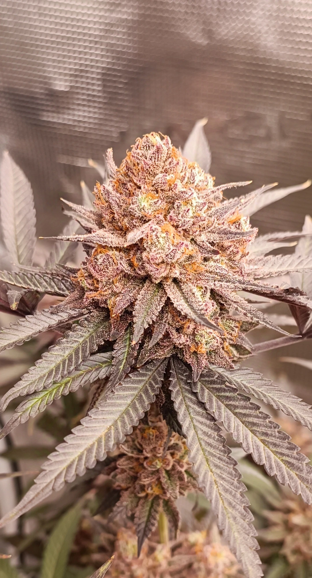 Lemon Orange