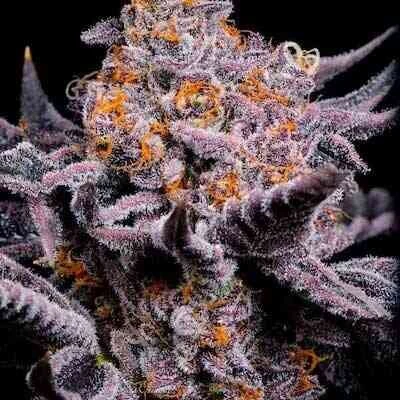 Bubble Gum Sherb