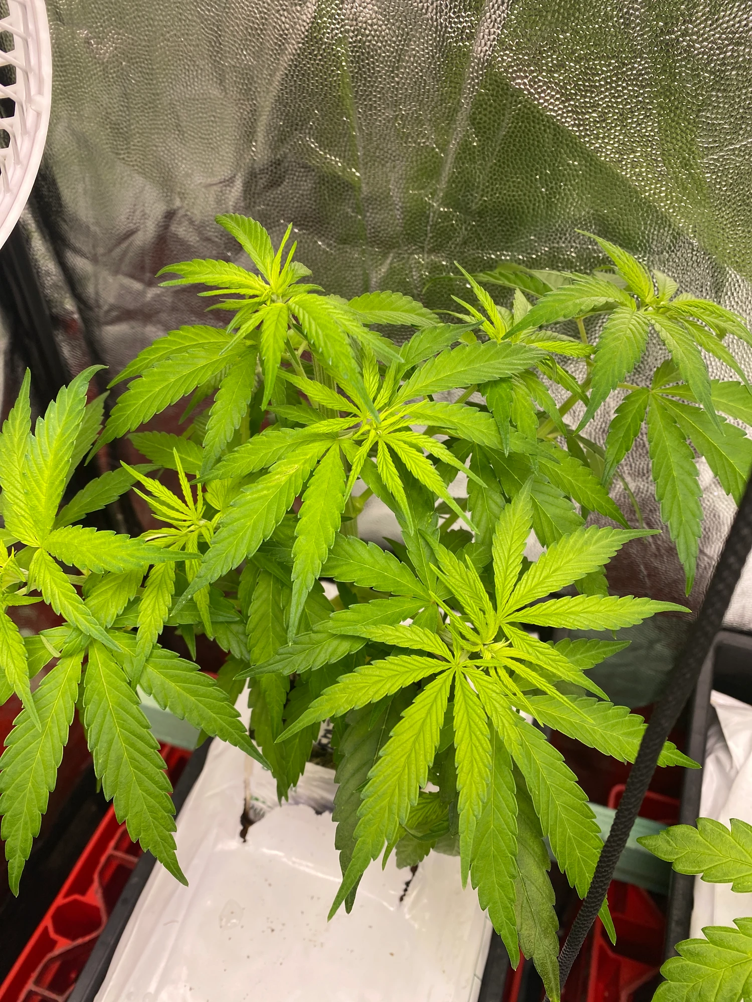 Doctors Choice Cali Crasher #1