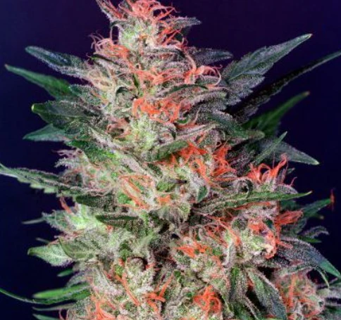 White Widow XXL