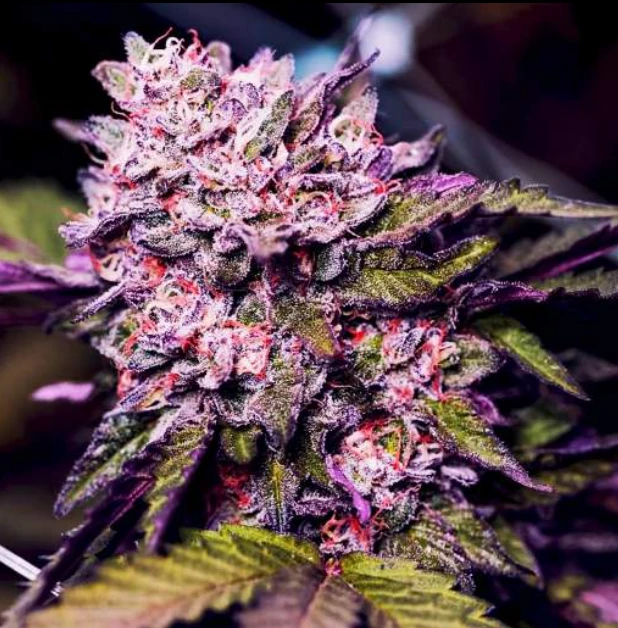 Green Gelato