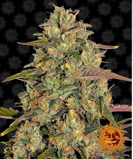 AMNESIA LEMON STRAIN