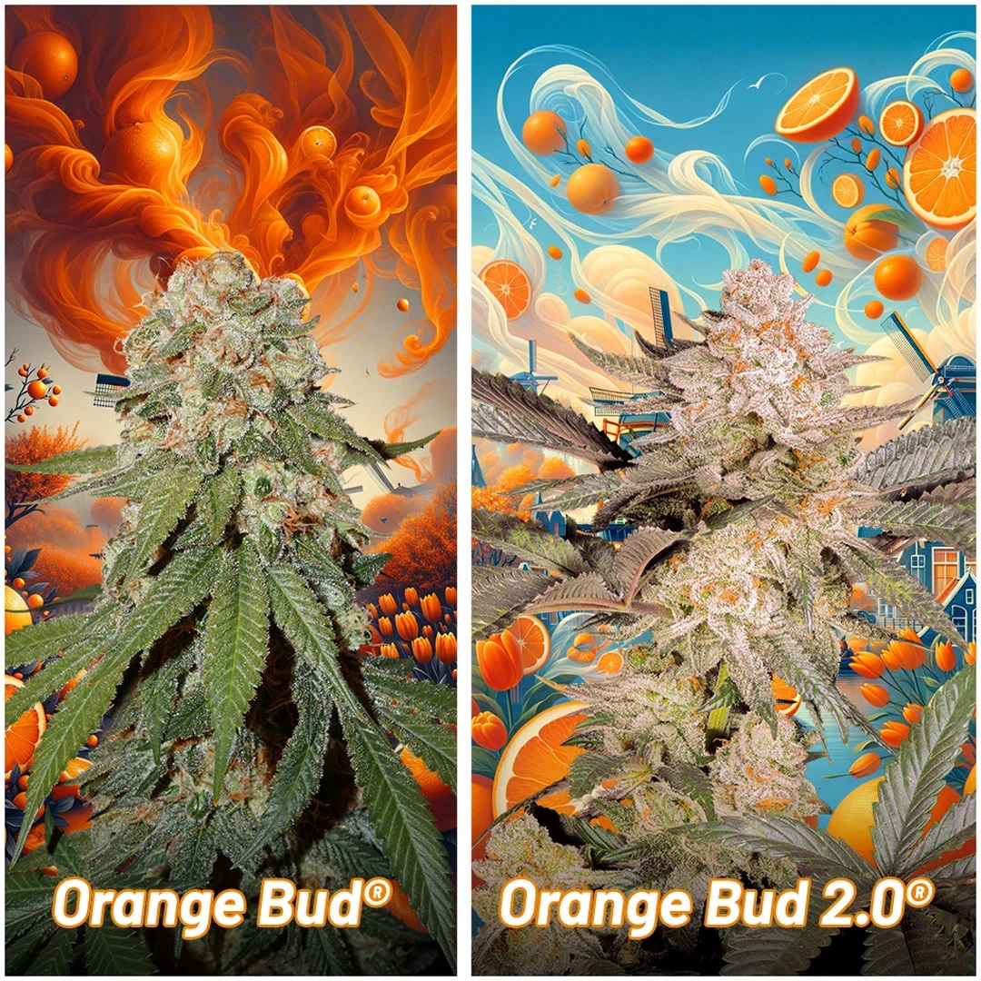 Orange Bud 2.0