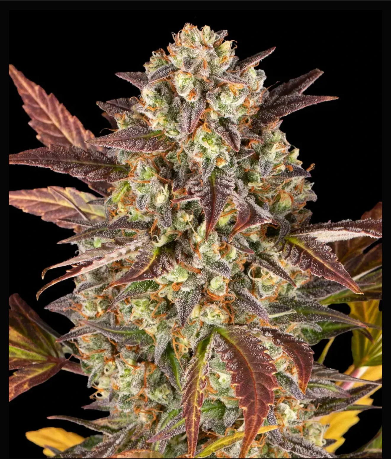 Amnesia Haze