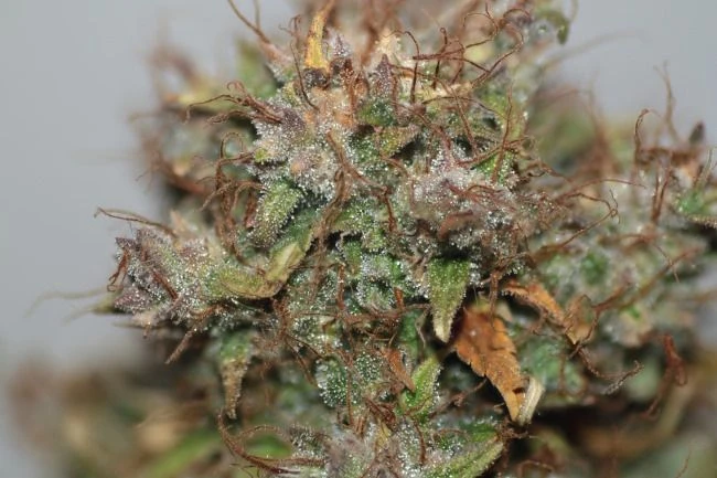 Blueberry