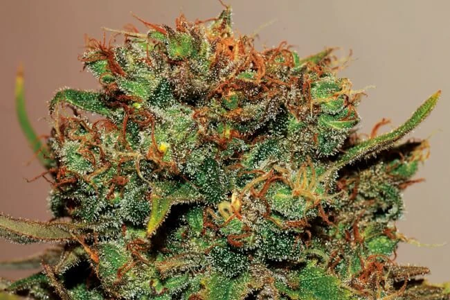 Big Bud