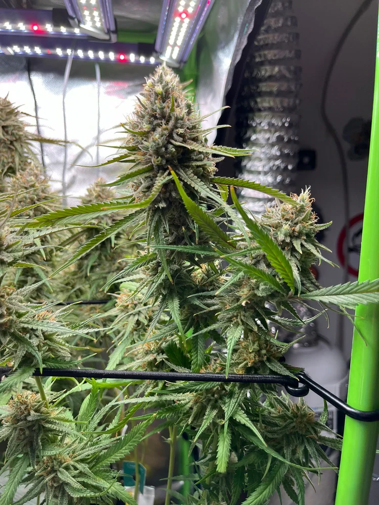 Zombie Kush