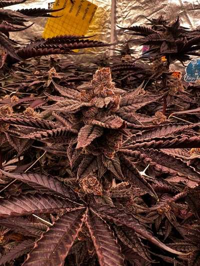 Skunk 2025