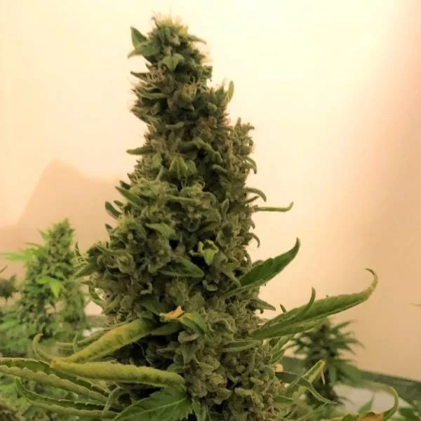 Original Gorilla#4