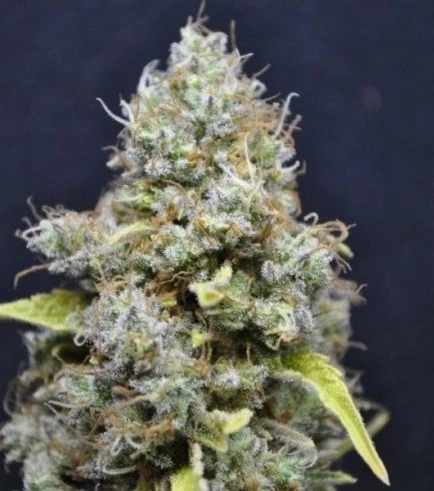 CBD Skunk Haze