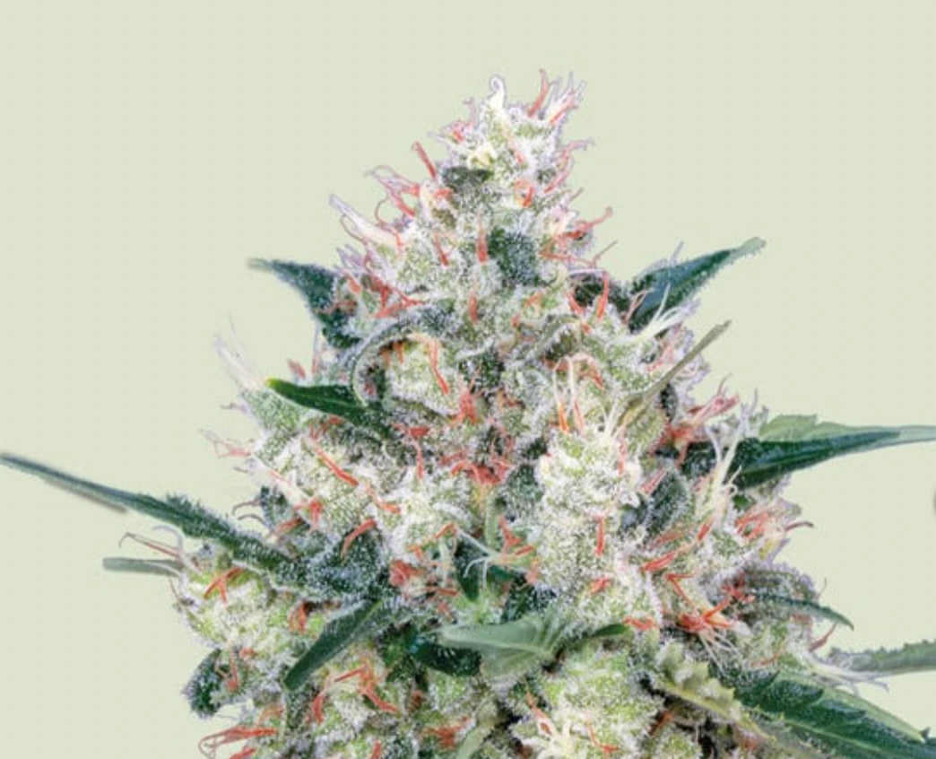 Honey Cream