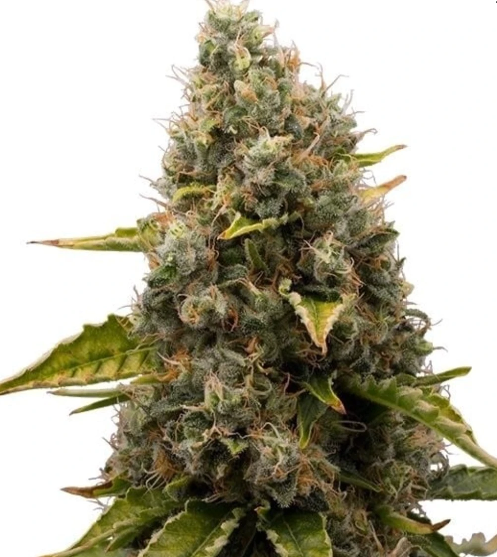 White Widow