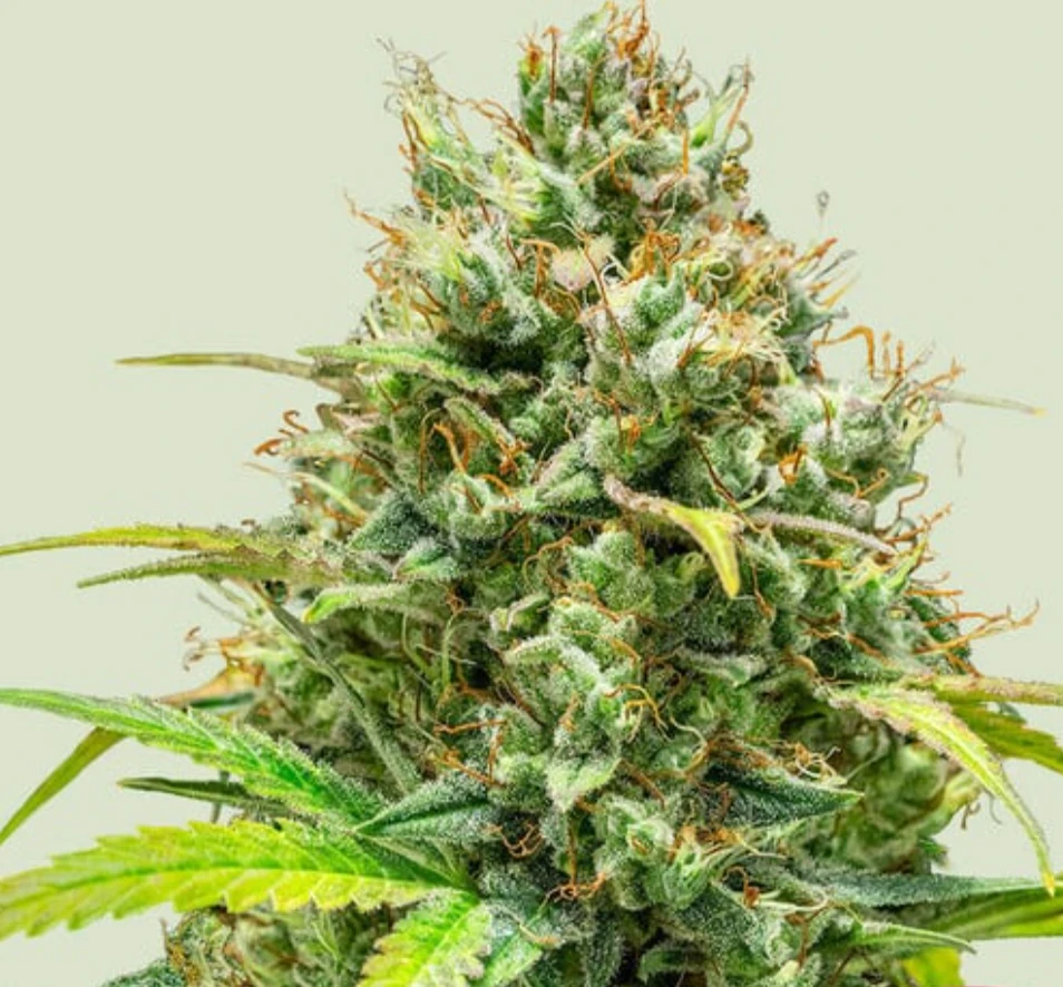 Lemon Skunk