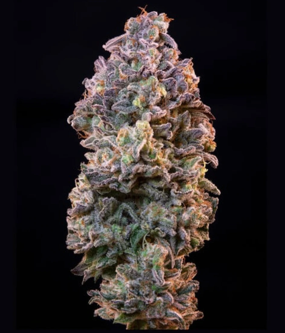 Ice - geplant aber noch nicht im Sortiment