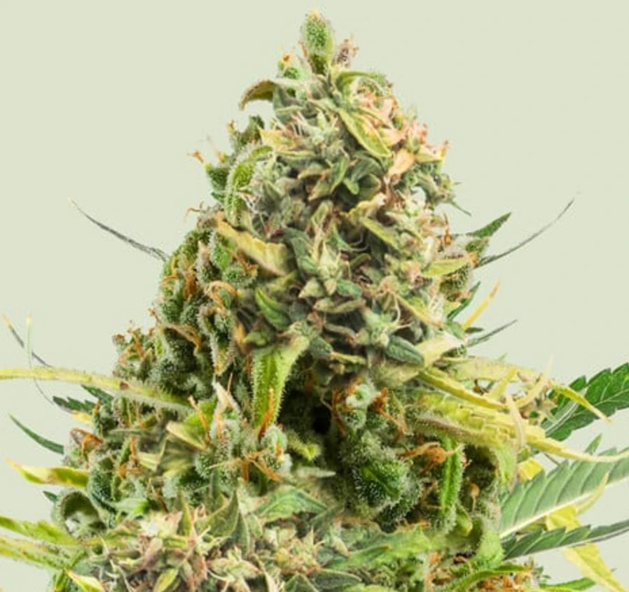 Trainwreck