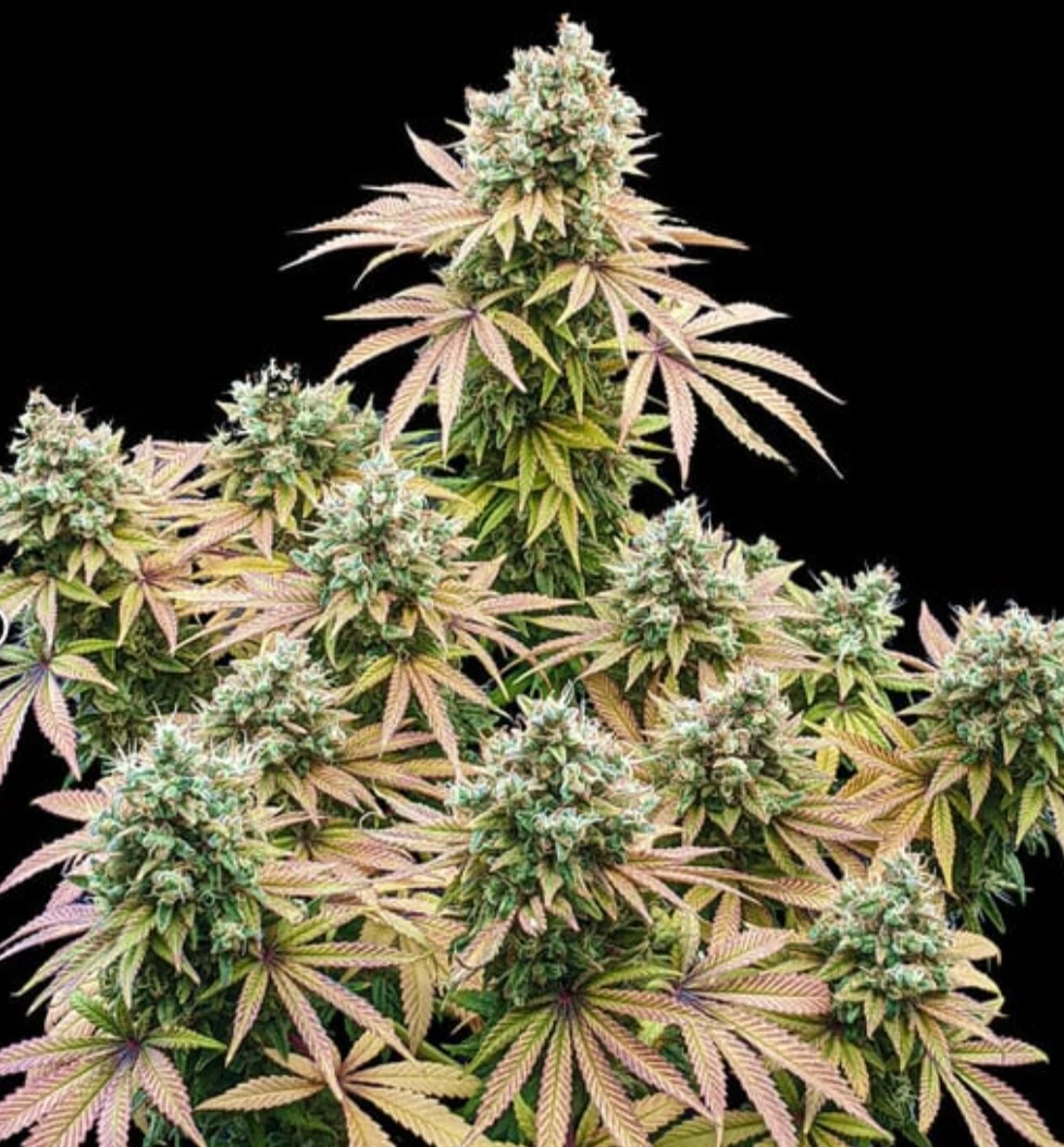 Lemon Shining Silver haze