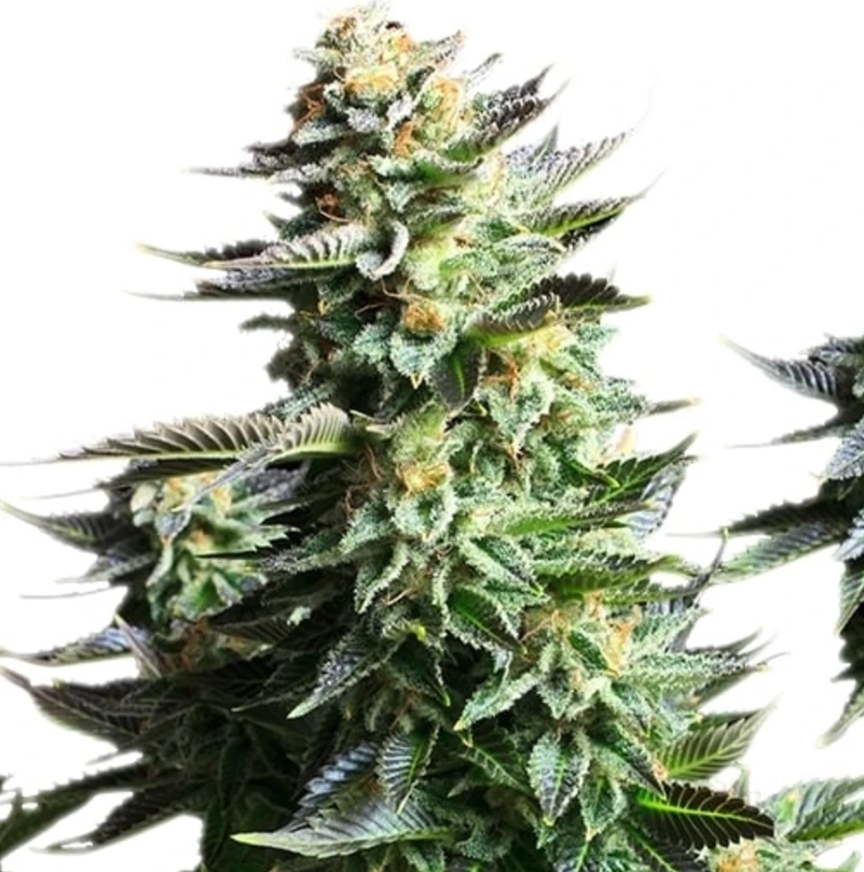 Amnesia Haze