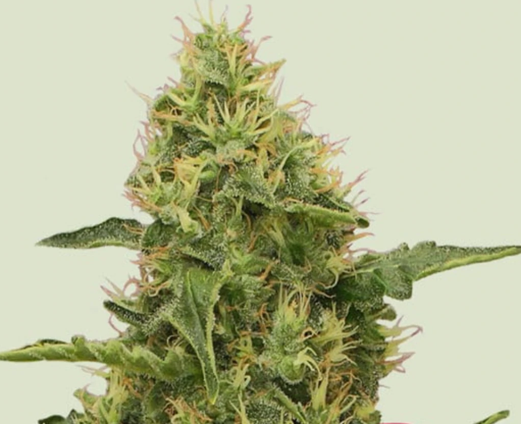 Northern Lights