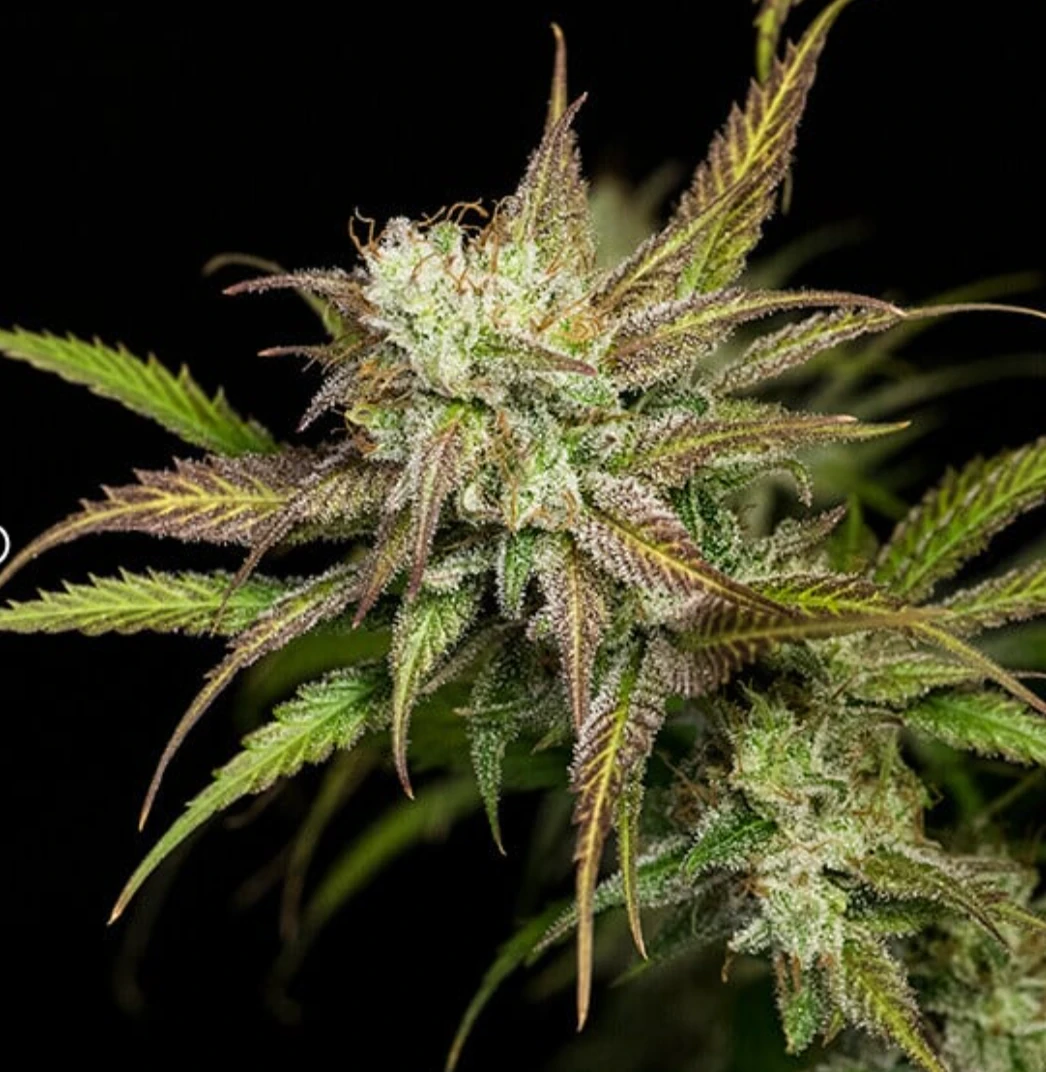Mother Gorilla
