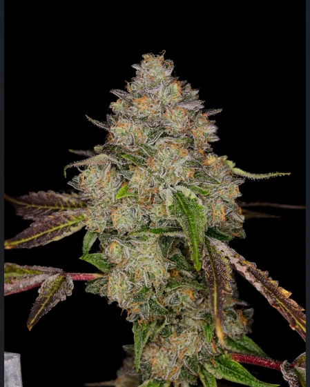 Chilled-Cherry (#34/500, Limited Edition)