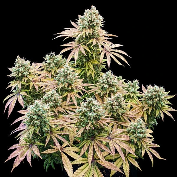 Lemon Shining Silver Haze