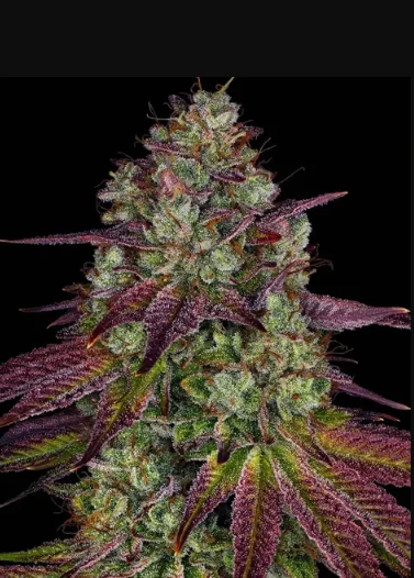 Mimosa x Orange Punch