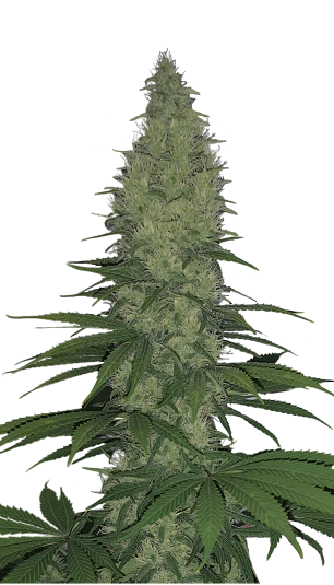 Serious Happiness FEM