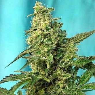 Green Poison F1